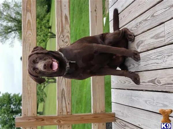 Labrador Retriever stud dog