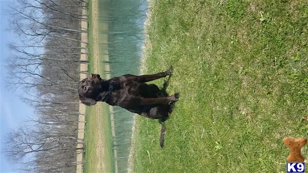 Labrador Retriever stud dog