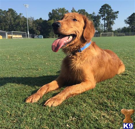 Golden Retriever