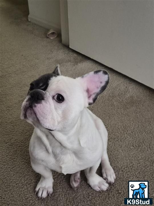 a white and black french bulldog dog