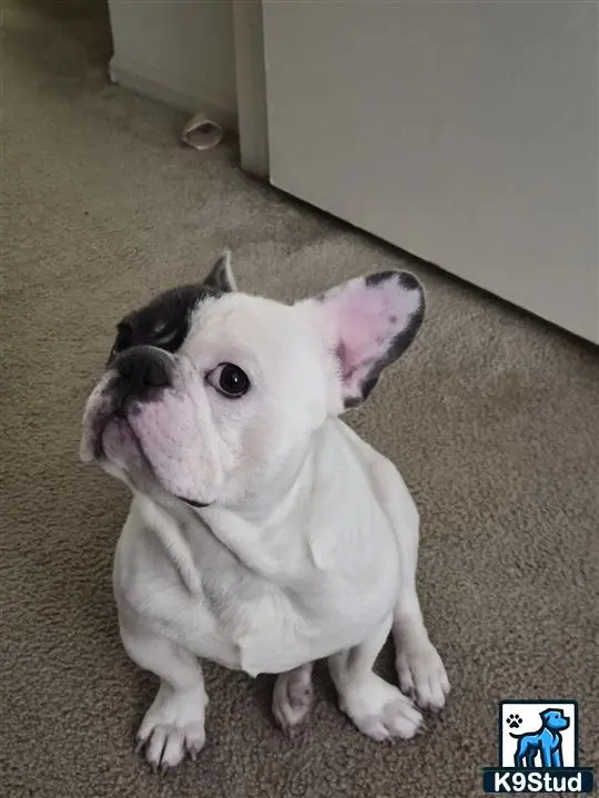 French Bulldog stud dog: a white and black french bulldog dog