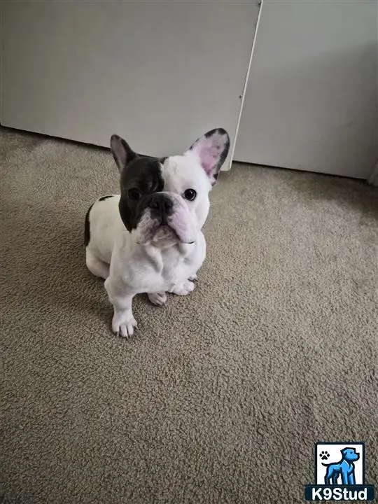 French Bulldog stud dog: a french bulldog dog sitting on the floor