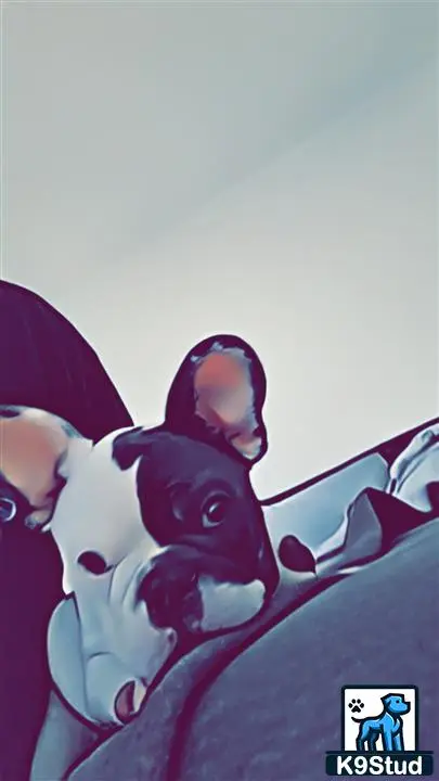 French Bulldog stud dog: a person wearing a garment