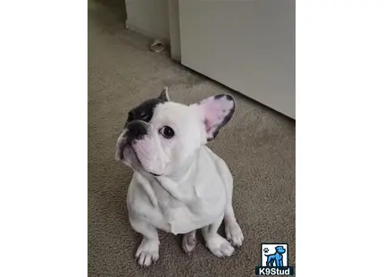 French Bulldog stud dog: a white and black french bulldog dog