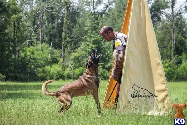 Belgian Malinois stud dog: a person and a belgian malinois dog in a field with a tent