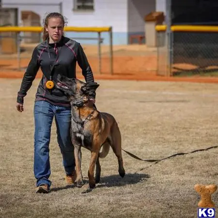 Belgian Malinois stud dog: a person walking a kangaroo