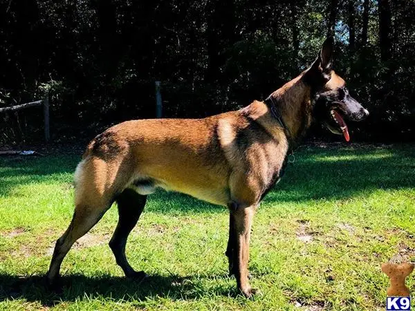 Belgian Malinois stud dog: a belgian malinois dog standing in a grassy area