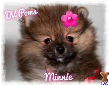 10000 lakes pomeranians pomeranian puppies for sale 10000 lakes pomeranians pomeranian puppies for sale
