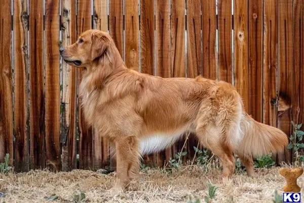 Golden Retriever stud dog