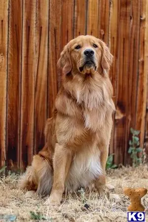 Golden Retriever stud dog