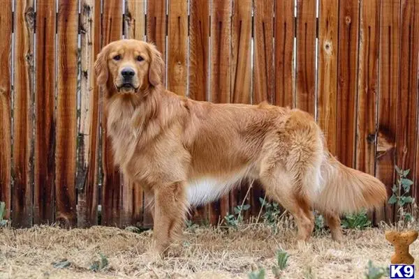 Golden Retriever stud dog