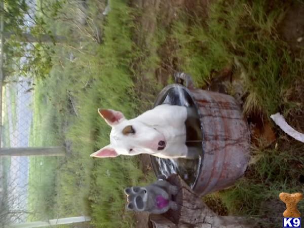 Bull Terrier