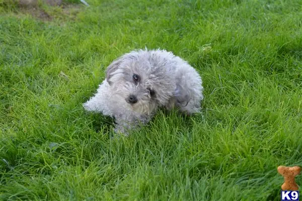 Poodle female dog