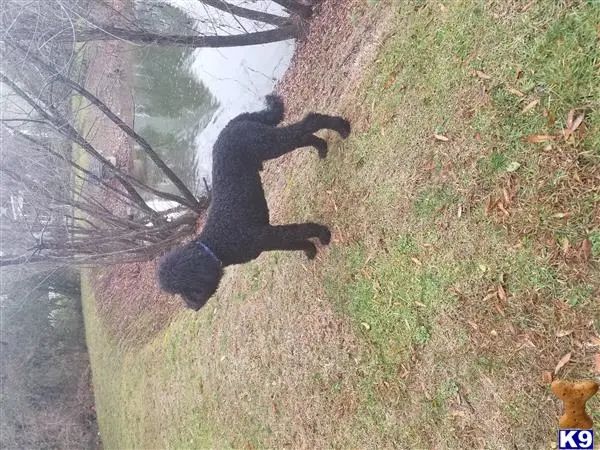 Goldendoodles stud dog