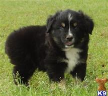 miniature australian shepherd puppy posted by ashleyfrantom