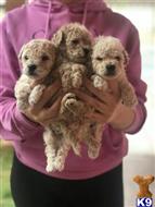 maltipoo puppy posted by ashleyolea7