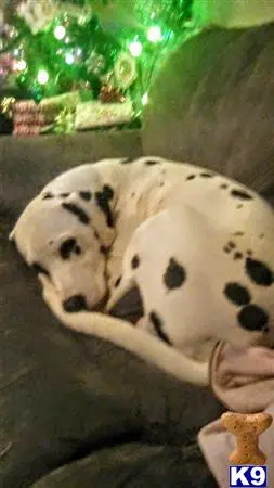 Dalmatian stud dog