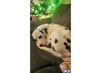 Dalmatian