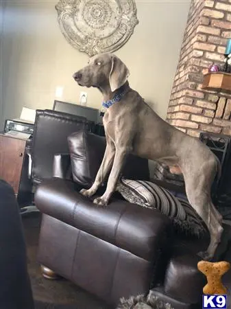 Weimaraner stud dog