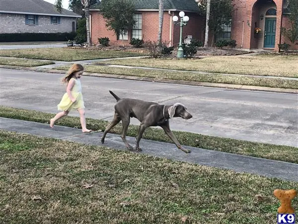 Weimaraner stud dog