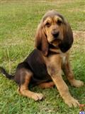 bloodhound puppy posted by ashleysharp