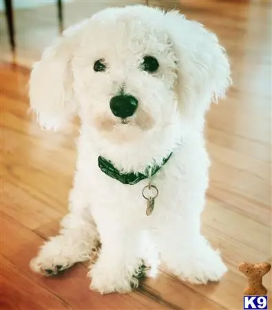 Bichon Frise stud dog