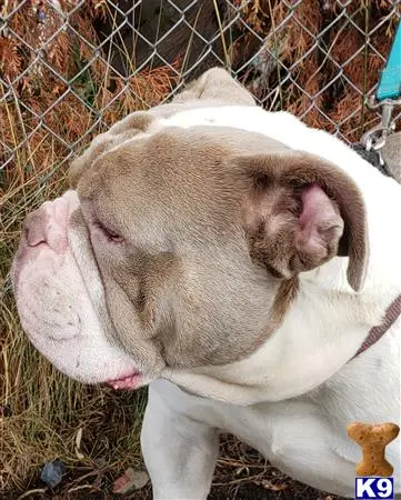 Old English Bulldog stud dog