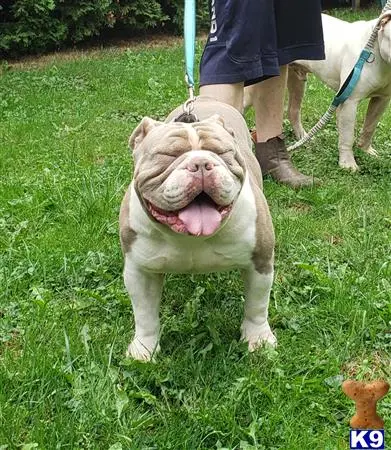 Old English Bulldog stud dog