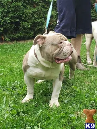 Old English Bulldog stud dog