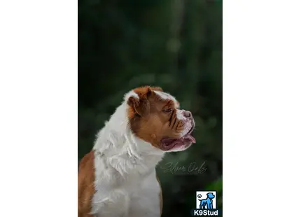 a old english bulldog dog with its tongue out