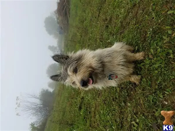 Cairn Terrier