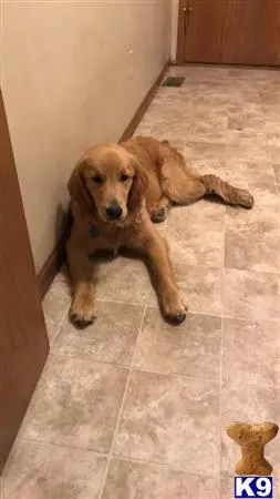 Golden Retriever female dog