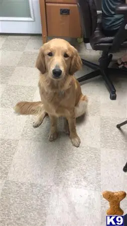 Golden Retriever female dog