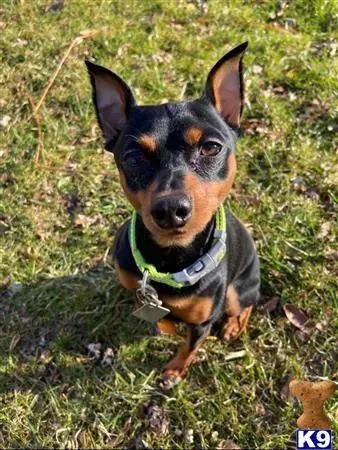 Miniature Pinscher stud dog