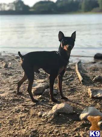 Miniature Pinscher stud dog