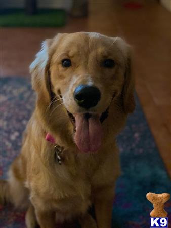 Golden Retriever female dog