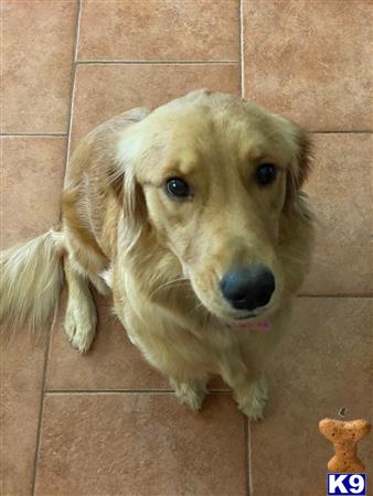 Golden Retriever female dog