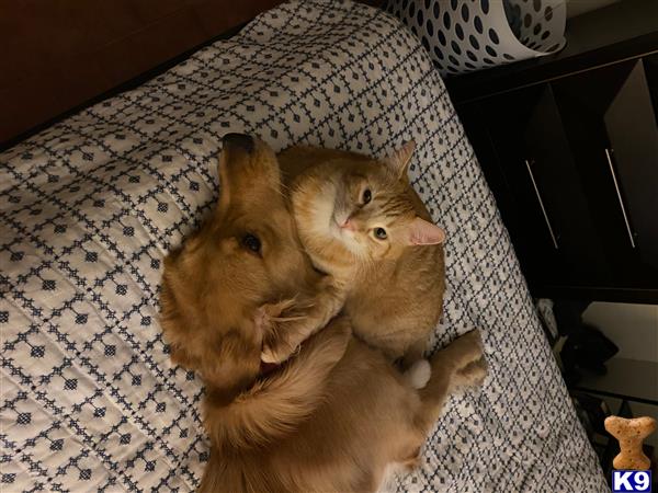 Golden Retriever female dog