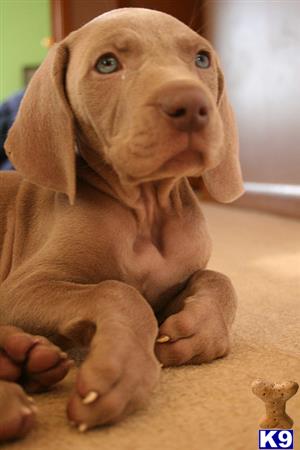 weimaraner puppy posted by ashucarlosebot
