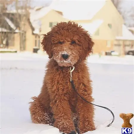 Goldendoodles stud dog