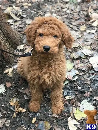 Goldendoodles stud dog