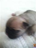 french bulldog puppy posted by askmargo