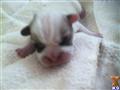 french bulldog puppy posted by askmargo