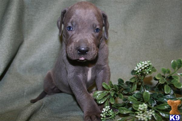 great dane puppies for sale in louisiana great dane puppies for sale in great dane puppies for sale in louisiana great dane puppies for sale in
