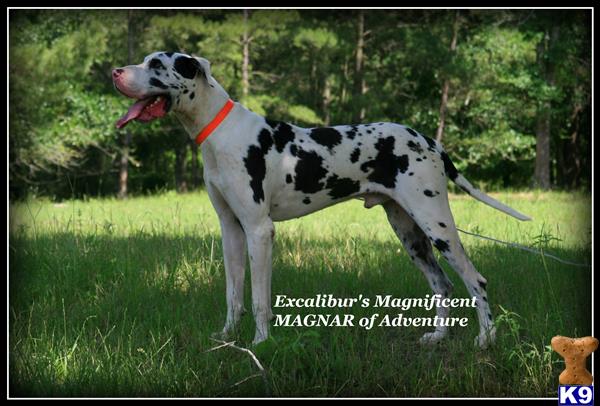 Great Dane dog