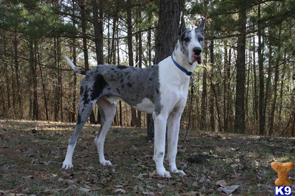 Great Dane dog