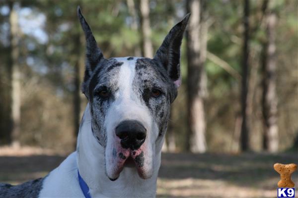 Great Dane dog