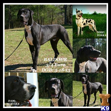 Great Dane dog