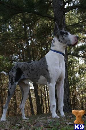 Great Dane dog