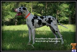 Great Dane